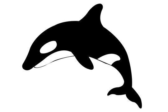 Minimalist Jumping Dolphin Silhouette and Marine Life Vector Illustration on Black Background