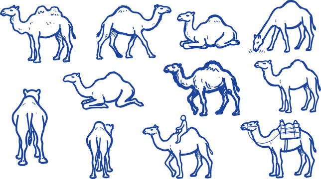 Collection of blue line art camel doodles on a white background