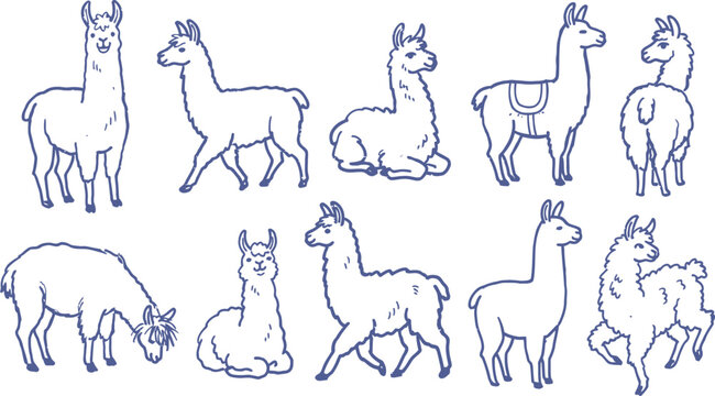 Collection of hand drawn llama illustrations in a blue line art style