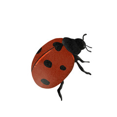 Cute Hand-Drawn Watercolor Ladybug Illustration Isolated on White Background © Citra D.A.S