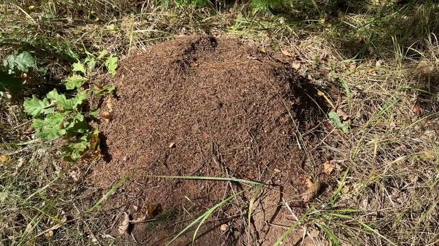 Anthill on a grassy forest floor with leaf litter and soil mound, ant colony, forest floor, habitat study, nature video background.