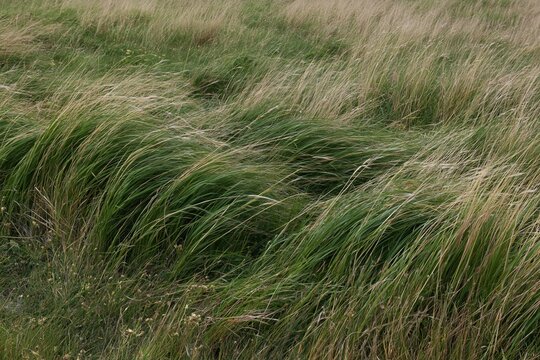 Tall Grass Swaying in the Wind