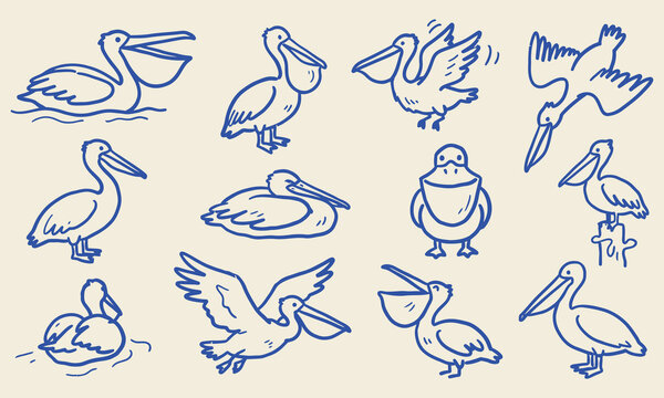 Hand drawn doddle collection of pelican line drawings depicts various poses and perspectives