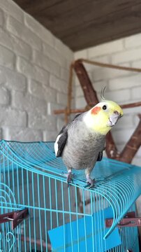 Curious Cockatiel Parrot Portrait For Pet Food