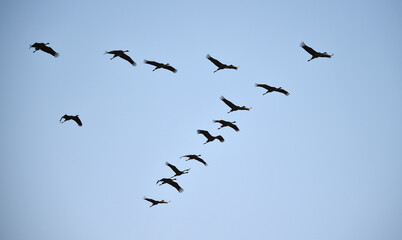 Fototapeta premium Vogelflug der Kraniche