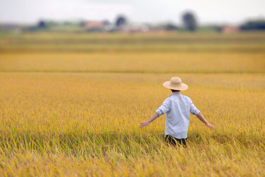 The back view of a happy farmer standing and gazing at an autumn rice field where the golden rice is ripening.
