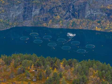 Aerial view of a fish farm with circular pens floating in the deep blue waters of a fjord, surrounded by steep hills with autumn foliage in Valldal, More og Romsdal, Norway.