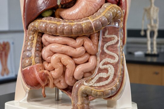 Anatomical model of human digestive system with tapeworm parasite