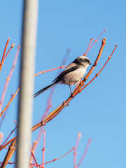 Long-Tailed Tit Perched on a Bare Branch Against a Clear Blue Winter Sky in Japan © BUTAKO