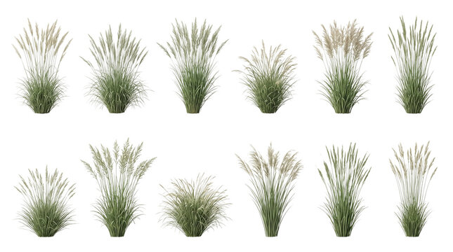 Ornamental grass set on white background, pampas grass and wild reed foliage cutouts for architectural visualization