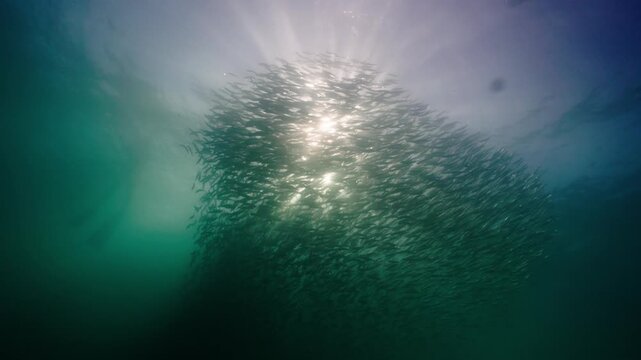 A massive swirling bait ball of sardines moves through the deep blue waters of South Africa, forming a dense shimmering cloud of silver fish that twist and flow together in a mesmerizing underwater