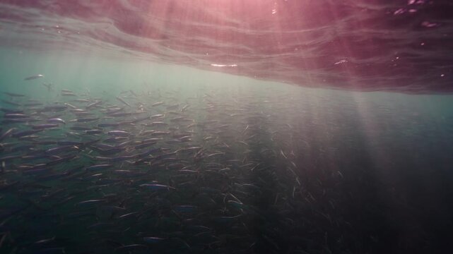A massive swirling bait ball of sardines moves through the deep blue waters of South Africa, forming a dense shimmering cloud of silver fish that twist and flow together in a mesmerizing underwater