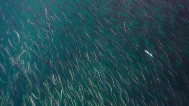 A massive swirling bait ball of sardines moves through the deep blue waters of South Africa, forming a dense shimmering cloud of silver fish that twist and flow together in a mesmerizing underwater