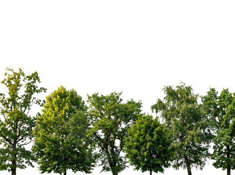 Treeline Forest Canopy with Copy Space, Green Trees Silhouette Isolated on Transparent Background