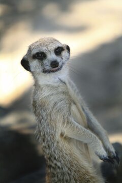 Alert meerkat standing tall on guard in the african savannah with suricate wildlife standing savannah watching observing creature portrait outdoors grassland wilderness predator scouting