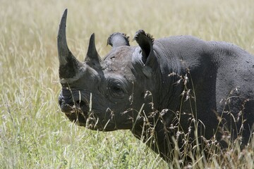 Black rhinoceros standing in dry savanna grass foraging for food with rhinoceros wildlife endangered herbivore landscape outdoors grassland creature foraging wilderness protected © Hassan