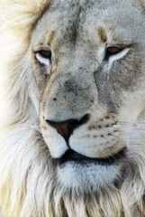 Close-up portrait of a majestic adult male lion showcasing its detailed textured mane and fierce facial features with predator carnivore wildlife portrait whiskers ferocious majestic strength © Hassan
