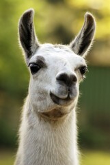 Close-up portrait of a cute white llama with long furry neck and alert ears standing outdoors portrait wildlife domestic herbivore expression livestock sunlight © Hassan