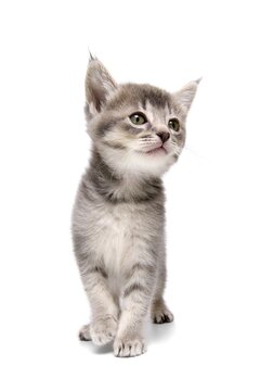 Full length portrait of a cute grey tabby kitten standing on a isolated white background with domestic background portrait standing innocent whiskers isolated precious domesticated