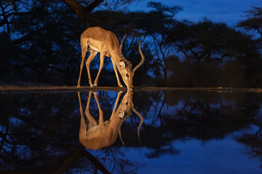 Male impala, Aepyceros melampus, drinks from a waterhole during blue hour in the South Rift Valley, Kenya. Mirror reflection.