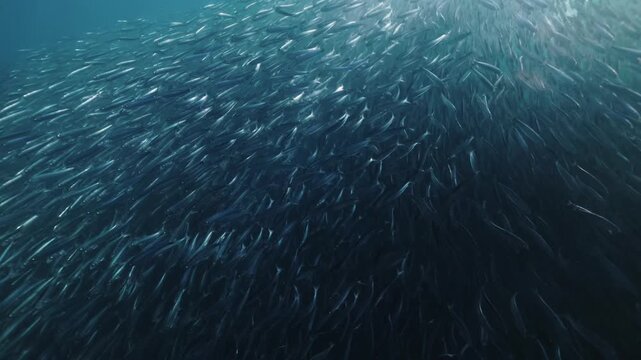 A massive swirling bait ball of sardines moves through the deep blue waters of South Africa, forming a dense shimmering cloud of silver fish that twist and flow together in a mesmerizing underwater