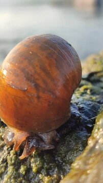 A freshwater river snail crawling on a wet rock in a clear flowing stream, surrounded by natural water, stones, and a peaceful aquatic environment.
