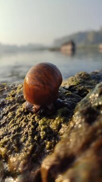 A freshwater river snail crawling on a wet rock in a clear flowing stream, surrounded by natural water, stones, and a peaceful aquatic environment.