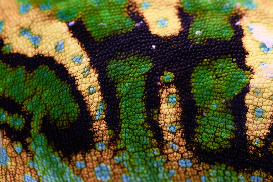 Macro chameleon skin with black bands and green yellow patches. Granular scales form detailed natural pattern. Organic pattern