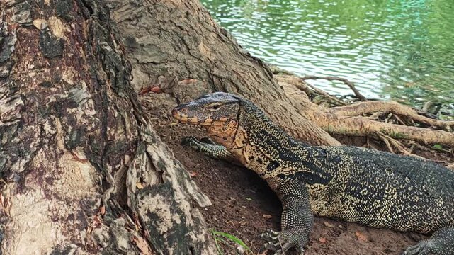 Large lizard rests by tree roots in wildlife portrait, its speckled body stretched along bank. Reptile stays still beside rough bark with green water behind, showing calm alert focus.