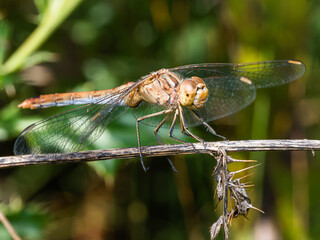 Sympetrum darter dragonfly perched on a dry branch in close-up macro, brown and orange dragonfly with clear transparent wings, predatory insect in wild nature. © Villages de France