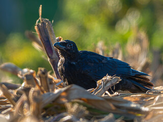 Corbeau © Villages de France