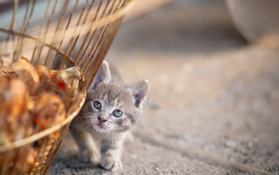A cute gray kitten plays in a country yard, peeking out from behind a basket of leaves