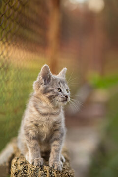 A summer portrait of a beautiful gray kitten sitting on a shell-stone surface, gazing dreamily upwards
