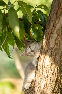 beautiful little gray kitten sits on a tree trunk in a summer garden surrounded by green foliage in the sunlight