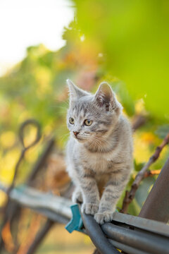 A small gray kitten walking in a country yard among garden hoses and taps; portrait of lovely pet