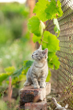 A summer portrait of a beautiful gray kitten sitting on red bricks and looking up , beautiful animals concept
