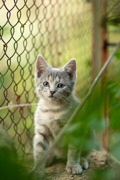 A summer portrait of a beautiful gray kitten looking straight at camera, cat sitting on a shell-stone among green leaves with chain-link fencing on background