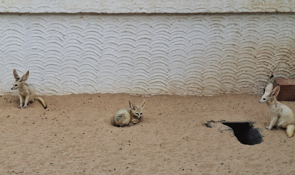 Three fennec foxes resting on the sand in a desert wildlife sanctuary