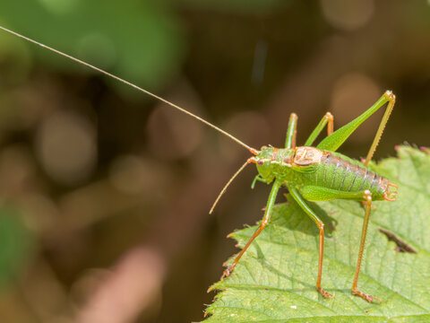 Oak bush-cricket (Meconema thalassinum) perched on a green leaf in close-up macro, bright green katydid insect with extremely long antennae, European wildlife in nature.
