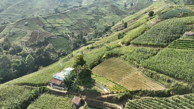 Aerial view of Lembah Panyaweuyan featuring lush green terraced vegetable fields on mountain slopes with a small house in Argapura, West Java, Indonesia.