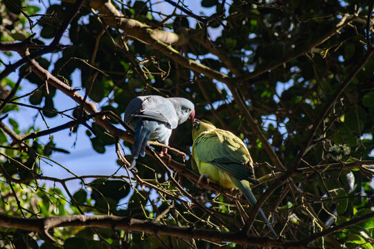 pareja de loros