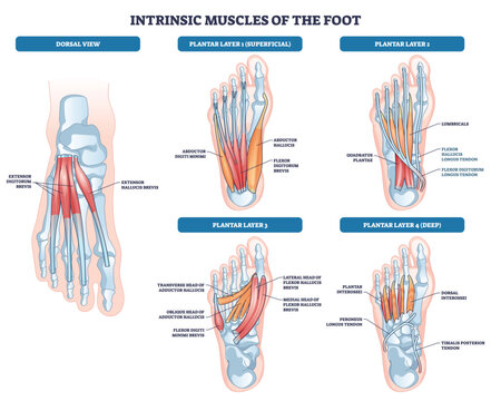 Intrinsic foot muscles outline with plantar layers and dorsal view, highlighting flexor digitorum brevis, abductor hallucis, and lumbricals, concise anatomy guide for learners. Outline style