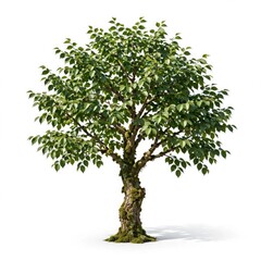 Obraz premium Green Mossy Tree on White Background