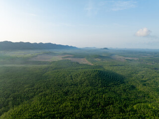 Fototapeta premium Aerial view of green rubber plantation stretching across rural Thailand toward misty forested hills in morning. Agriculture, sustainability, carbon storage and land management. Natural carbon sink.