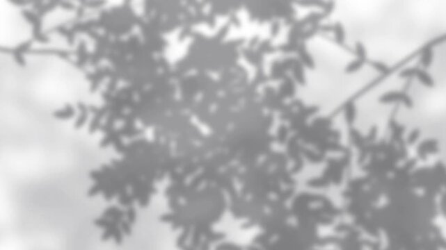 Dappled tree branch shadows moving in a breeze, shadow overlay for Multiply blending, loop