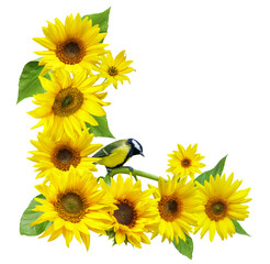 Bouquet of blooming sunflowers with little bird perching on flower in corner border floral arrangement isolated on transparent background. Great tit © Nitr