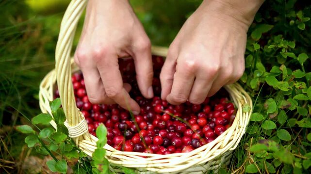 Picker carefully handles red berries, picking and sorting cranberries in serene forest setting. Focused gardener gently cleans leaves from harvest, creating mindful connection with nature