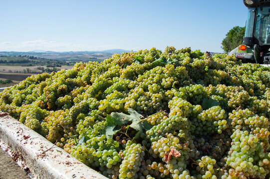 Verdicchio dei castelli di Jesi DOC is a famous wine of Ancona and surround hills in Marche region Italy