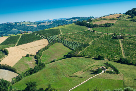 Verdicchio dei castelli di Jesi DOC is a famous wine of Ancona and surround hills in Marche region Italy