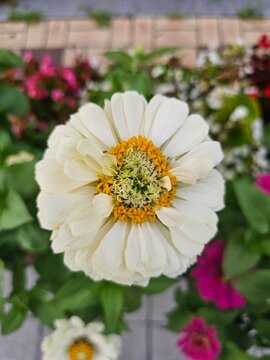 White common zinnia flower blooming in a colorful summer garden